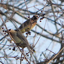 Cedar Waxwing