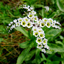 Salt Heliotrope