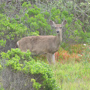 Black-tailed deer