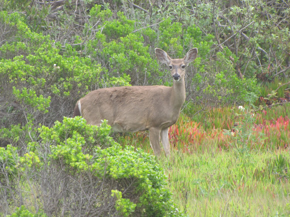Spotting Image 1
