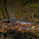 Alpine Newt