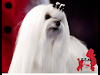 Clases Peluqueria Canina Impartidas Por Profesion