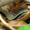 Brahminy Skink