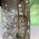 Bronze back tree snake