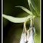 Tall Fringed Bluebells