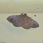 Moth