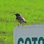 Common Stonechat