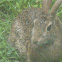 Eastern Cottontail