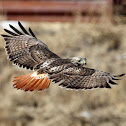 Red-tailed Hawk