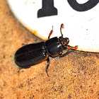 Patent-leather Beetle