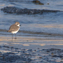 Kentish Plover / Snowy Plover