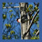 Rose Breasted Grosbeak