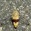 Cephonodes hylas