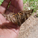 Castniid Moth
