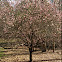 Japanese apricot