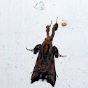 Pyralid Snout Moth