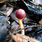 Mushroom