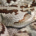 Tzabcan (Yucatán Neotropical Rattlesnake)