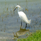 Snowy Egret