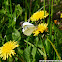 Large White