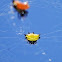 Kite spider?