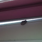 Gray tree frog