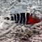 Redbreast wrasse
