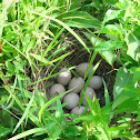 Mallard Duck Nest