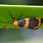 Lichen Moth