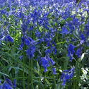 Common Bluebell