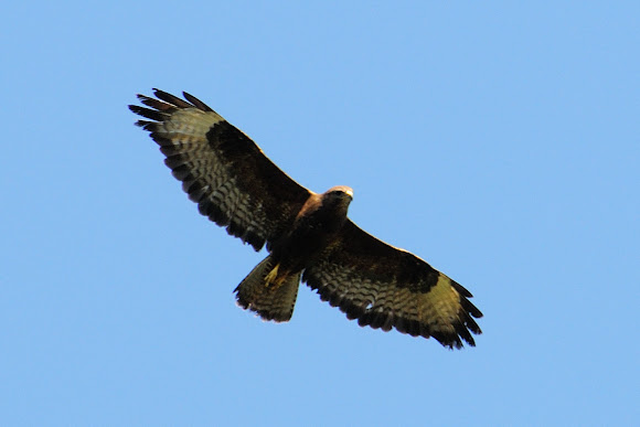 Spotting Image 1