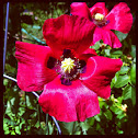Lady Bird Poppy