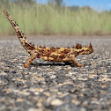 Thorny Devil