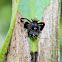 planthopper nymph