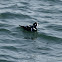 Harlequin Duck
