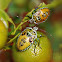 Citrus Stink Bug