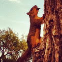 Fox Squirrel