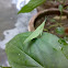 हरा टिड्डा (Green Grasshopper)
