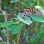 Monarch Butterfly