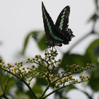 Common Bluebottle Butterfly