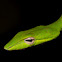 Asian vine snake
