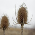 Wild teasel