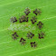 Shield bug nymphs
