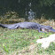 American Alligator