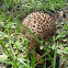 Old Man of the Woods Mushroom