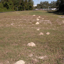 Pocket Gopher mounds
