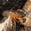 Yabby