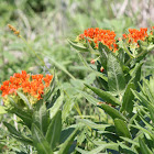 Butterfly Weed