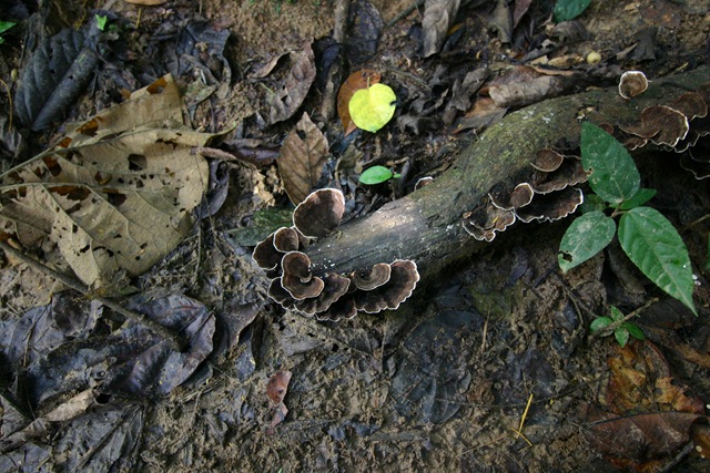 [03CanopyWalk853.jpg]