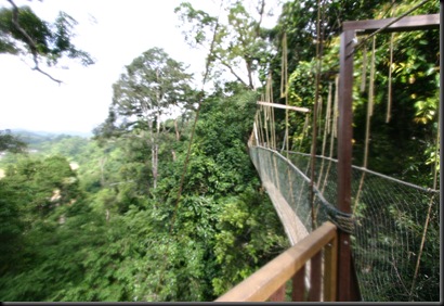 03 Canopy Walk (138)